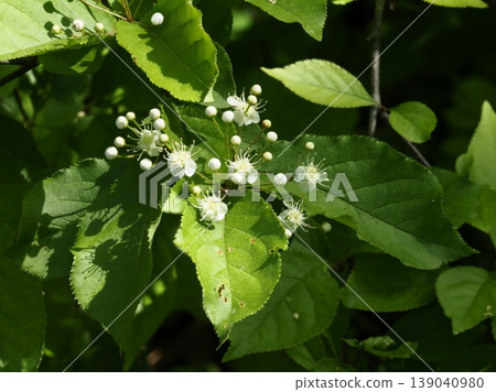 The beginning of the flowering of the Japanese spindle tree and its round buds. 139040980
