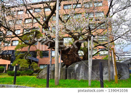 Morioka Ishikura Sakura Morioka Ishikura Sakura 139041036