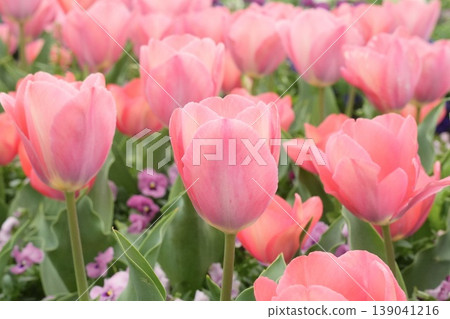 Beautiful pink tulips in a spring scene Beautiful pink tulips in a spring scene 139041216