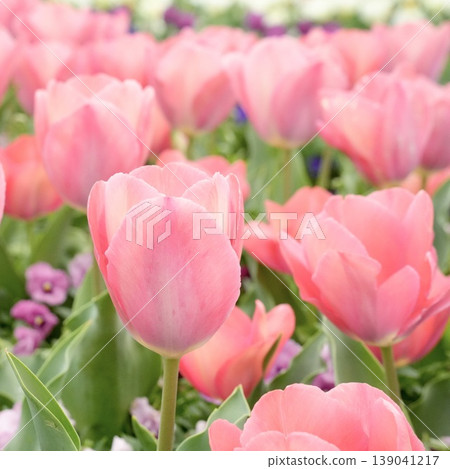 Beautiful pink tulips in a spring scene Beautiful pink tulips in a spring scene 139041217