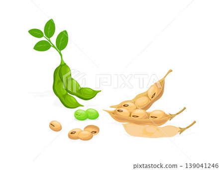 Soybean Plant Illustration showing Edamame and Dried Mature Soy Beans 139041246