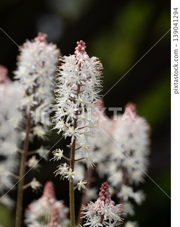 Lovely tiarella flowers Lovely tiarella flowers 139041294