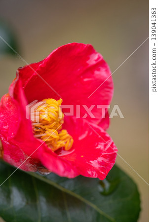 Camellias wet with rain Camellias wet with rain 139041363