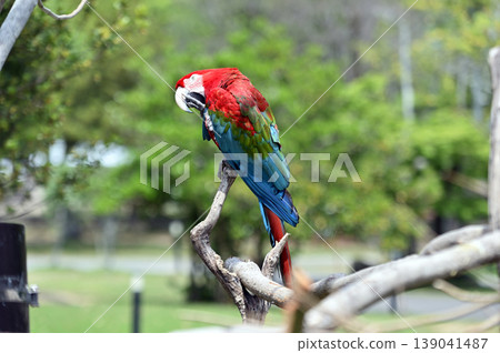 Green-winged Macaw Green-winged Macaw 139041487