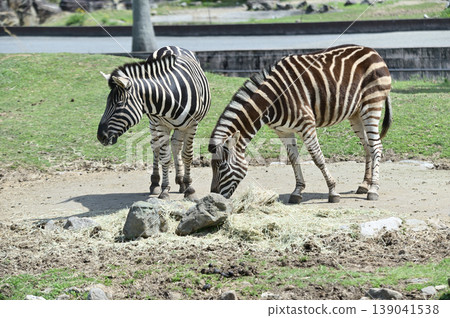 Landscape with zebra Landscape with zebra 139041538