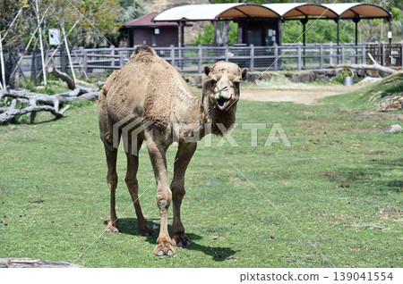 Dromedary dolphin Dromedary dolphin 139041554