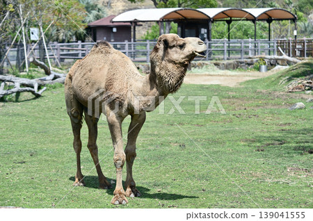 Dromedary dolphin Dromedary dolphin 139041555