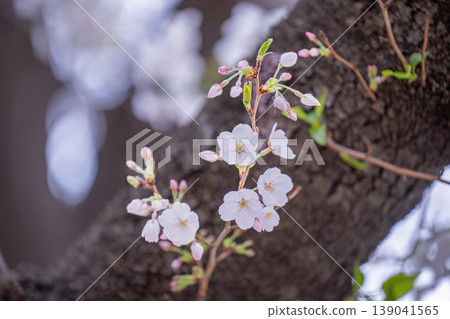 2024年4月,國立市立大學通街上的櫻花樹 2024年4月,國立市立大學通街上的櫻花樹 139041565