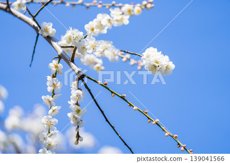 Cherry blossoms in Tachikawa City (2) March 2022 Cherry blossoms in Tachikawa City (2) March 2022 139041566