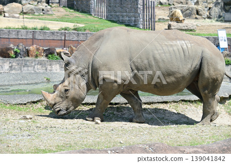Walking Southern White Rhino Walking Southern White Rhino 139041842