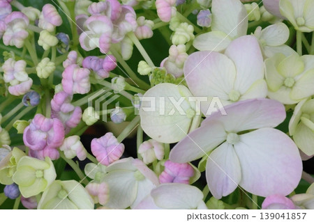 Hydrangeas that bloom in spring Hydrangeas that bloom in spring 139041857