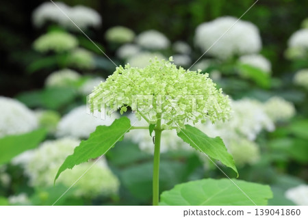 Hydrangeas that bloom in spring Hydrangeas that bloom in spring 139041860