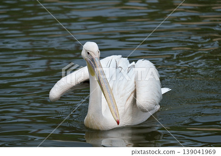 A great white pelican swimming gracefully A great white pelican swimming gracefully 139041969