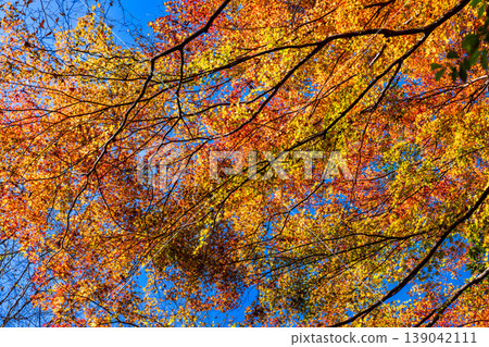 深秋時節赤西谷的紅葉（第二部分），兵庫縣紫蘇市 139042111