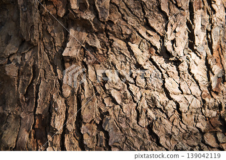 Tree trunk bark texture (natural texture background) Tree trunk bark texture (natural texture background) 139042119
