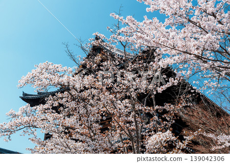 京都,南禪寺,三門和櫻花 京都,南禪寺,三門和櫻花 139042306
