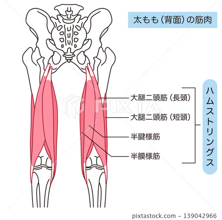 Hamstrings: Muscles on the back of the thigh 139042966