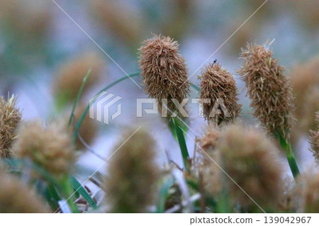 Koubotomugi Koubotomugi 139042967