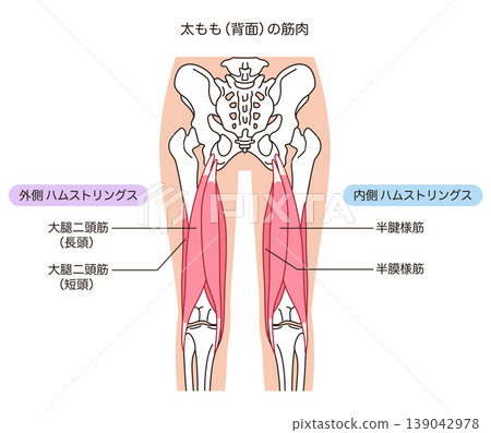 The muscles on the back of the thigh: hamstrings (outer and inner sides) 139042978