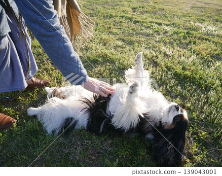 查理王小獵犬露出肚皮,表達愛意 | 撫摸、信任與療癒寵物 查理王小獵犬露出肚皮,表達愛意 | 撫摸、信任與療癒寵物 139043001