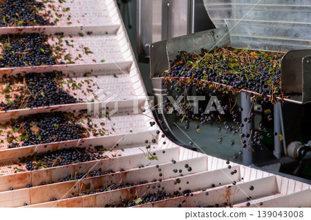 Fresh blackcurrants on industrial conveyor belt. Fresh blackcurrants on industrial conveyor belt. 139043008