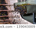 Blackcurrant berries falling on processing line. 139043009