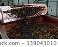 Harvested berries pouring into industrial container. 139043010