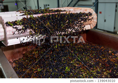 Harvested berries pouring into industrial container. Harvested berries pouring into industrial container. 139043010