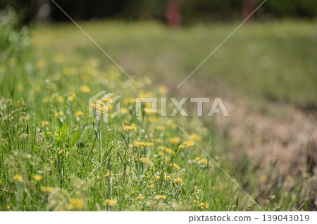 Gnaphalium affine (one of the seven spring herbs) Gnaphalium affine (one of the seven spring herbs) 139043019