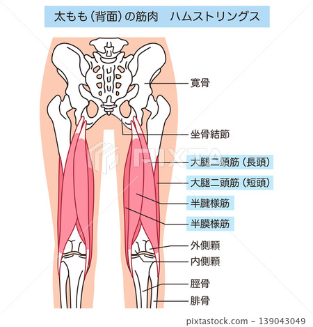 Hamstrings: Muscles on the back of the thigh 139043049