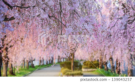 A quiet morning; the morning sun shines on the weeping cherry trees lining the Nichu Line in Fukushima Prefecture. A quiet morning; the morning sun shines on the weeping cherry trees lining the Nichu Line in Fukushima Prefecture. 139043257