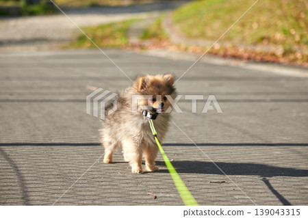 A cute Pomeranian puppy enjoying a stroll in a park on a spring afternoon. A cute Pomeranian puppy enjoying a stroll in a park on a spring afternoon. 139043315