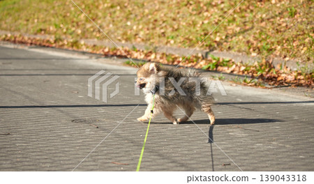 A cute Pomeranian puppy enjoying a stroll in a park on a spring afternoon. A cute Pomeranian puppy enjoying a stroll in a park on a spring afternoon. 139043318