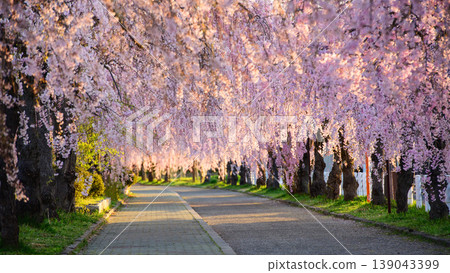 A refreshing morning; the morning sun shines on the weeping cherry trees lining the Nichu Line in Fukushima Prefecture. A refreshing morning; the morning sun shines on the weeping cherry trees lining the Nichu Line in Fukushima Prefecture. 139043399