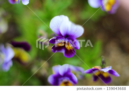 Pansies blooming in a flowerbed in early spring 139043688