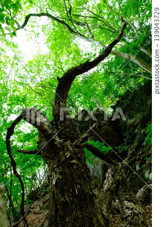 The master of the forest: A magnificent tree with rugged bark and a twisting trunk, bursting with powerful new greenery. The master of the forest: A magnificent tree with rugged bark and a twisting trunk, bursting with powerful new greenery. 139043729