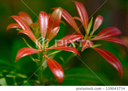 春日萌芽系列：生命的光輝－鮮嫩紅潤的嫩葉特寫 139043734