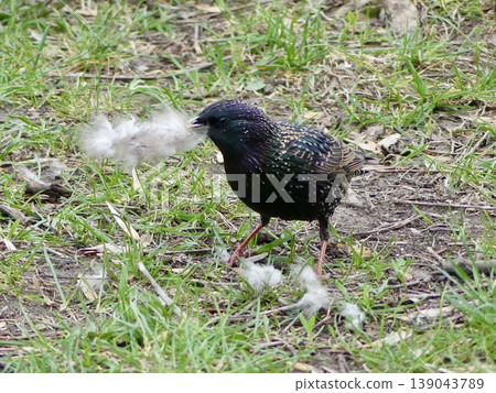 Starling bird gathering soft feathers for nest building Starling bird gathering soft feathers for nest building 139043789