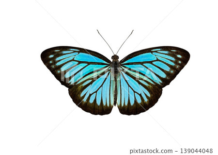 Beautiful closeup (Dark Glassy Tiger Butterfly). Beautiful blue butterfly flying isolated on white background. for graphics or advertising design. Beautiful closeup (Dark Glassy Tiger Butterfly). Beautiful blue butterfly flying isolated on white background. for graphics or advertising design. 139044048