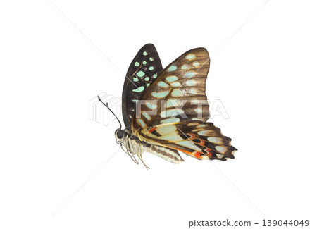 Common Bluebottle Butterfly (Graphium sarpedon) Beautiful blue butterfly flying isolated on white background. for graphics or advertising design. Common Bluebottle Butterfly (Graphium sarpedon) Beautiful blue butterfly flying isolated on white background. for graphics or advertising design. 139044049