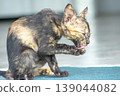 A black and orange kitten is grooming its fur. 139044082