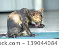 A black and orange kitten is grooming its fur. 139044084