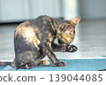 A black and orange kitten is grooming its fur. 139044085