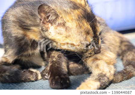 A black and orange kitten is grooming its fur. 139044087