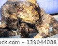 A black and orange kitten is grooming its fur. 139044088