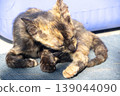A black and orange kitten is grooming its fur. 139044090