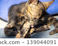A black and orange kitten is grooming its fur. 139044091