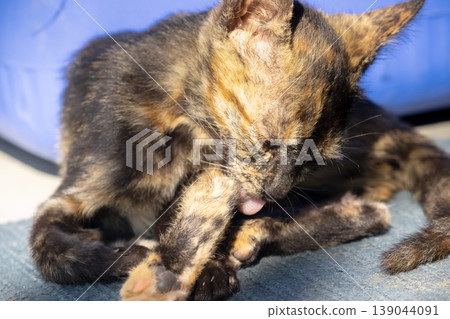 A black and orange kitten is grooming its fur. 139044091