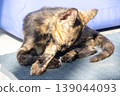 A black and orange kitten is grooming its fur. 139044093