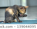 A black and orange kitten is grooming its fur. 139044095